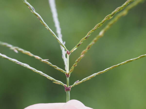 Digitaria eriantha Inflorescence