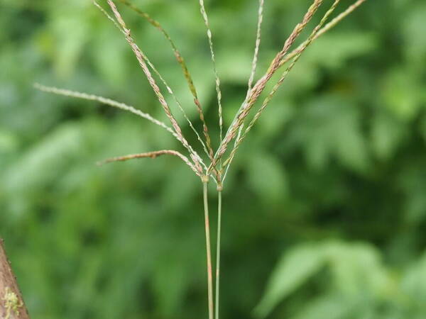 Digitaria eriantha Inflorescence