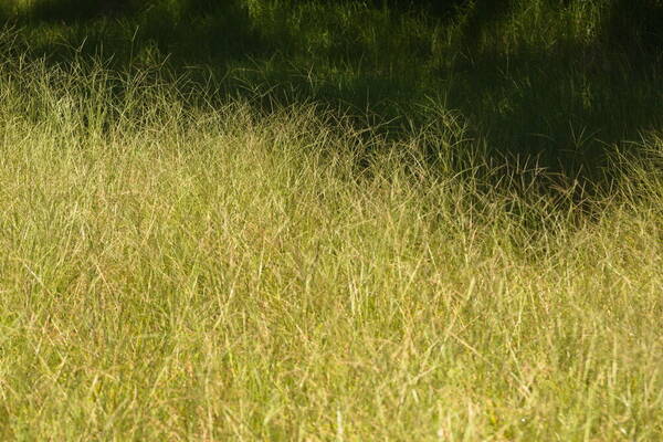 Digitaria eriantha Landscape