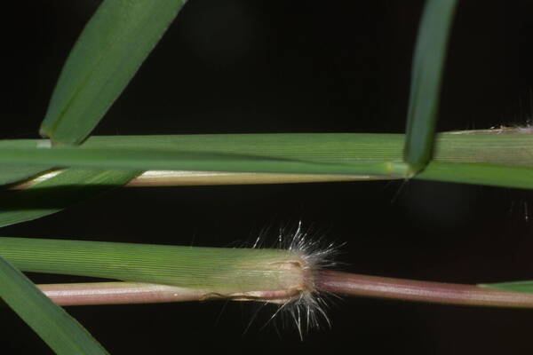 Digitaria eriantha Node