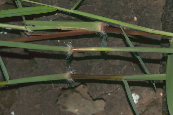 Digitaria eriantha Node