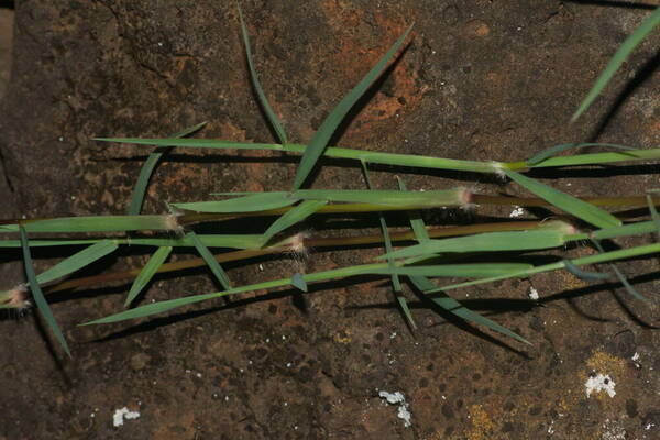 Digitaria eriantha Node