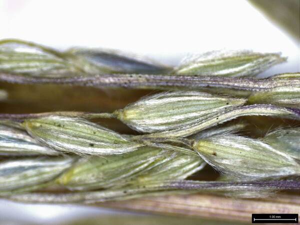 Digitaria eriostachya Spikelets