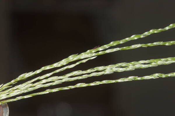 Digitaria eriostachya Spikelets