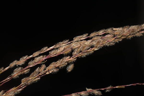 Digitaria eriostachya Spikelets