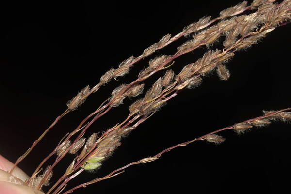 Digitaria eriostachya Spikelets