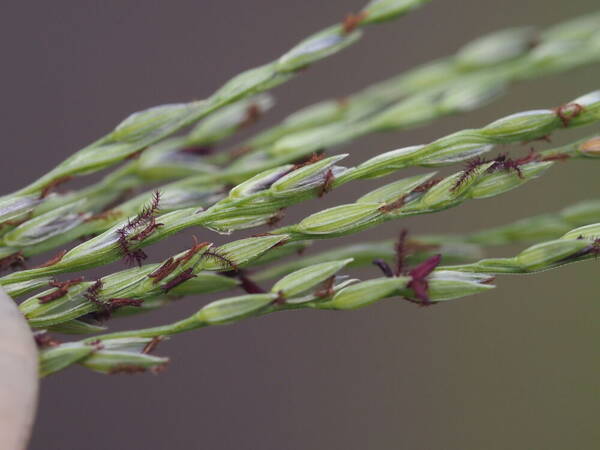 Digitaria eriostachya Spikelets