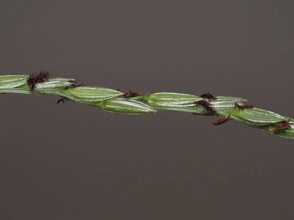 Digitaria eriostachya Spikelets