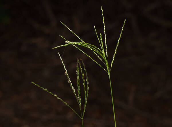 Digitaria eriostachya Inflorescence