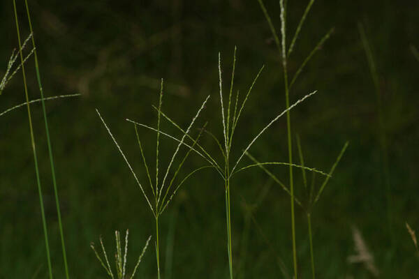 Digitaria eriostachya Inflorescence