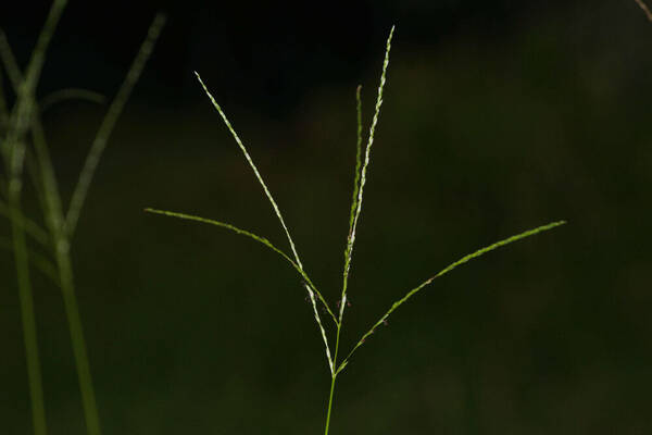 Digitaria eriostachya Inflorescence