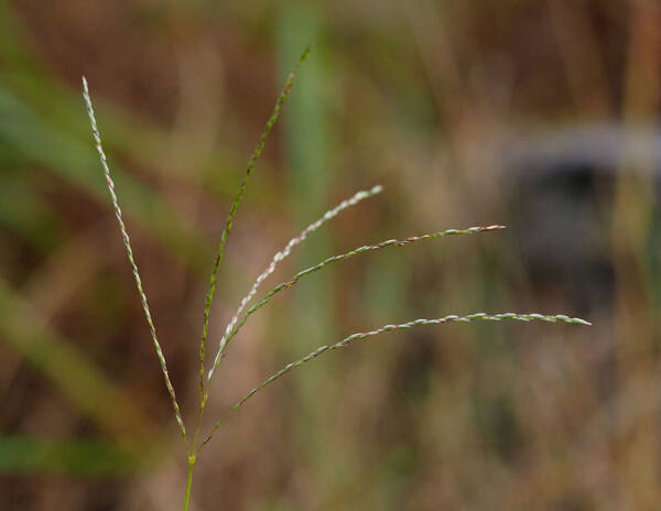 Digitaria eriostachya Inflorescence