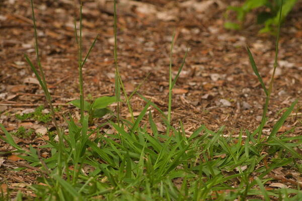 Digitaria eriostachya Plant