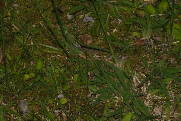 Digitaria eriostachya Plant