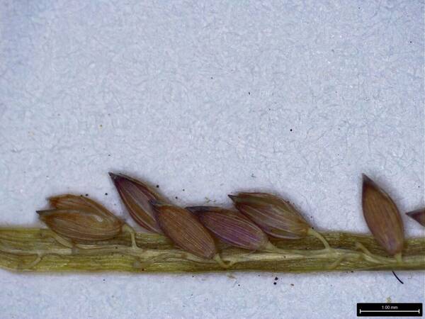 Digitaria fuscescens Spikelets