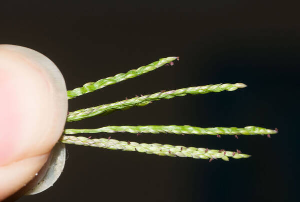 Digitaria fuscescens Spikelets