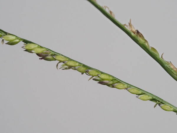 Digitaria fuscescens Spikelets