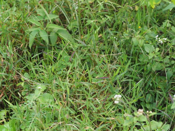 Digitaria fuscescens Habit