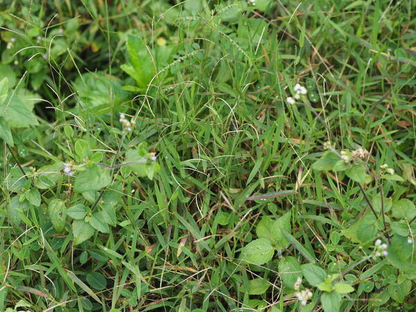 Digitaria fuscescens Habit