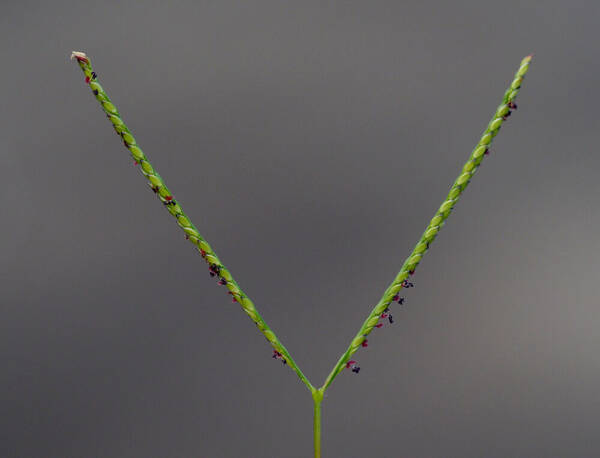 Digitaria fuscescens Inflorescence