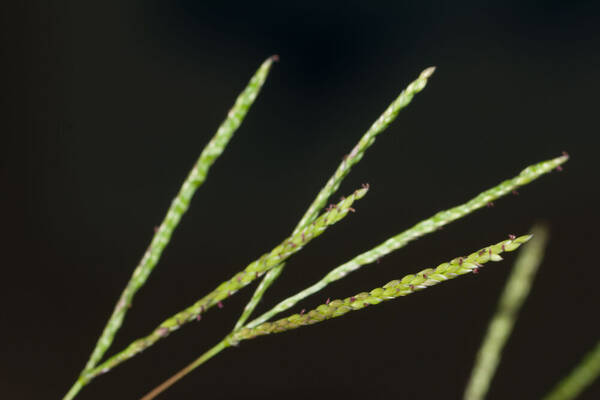 Digitaria fuscescens Inflorescence