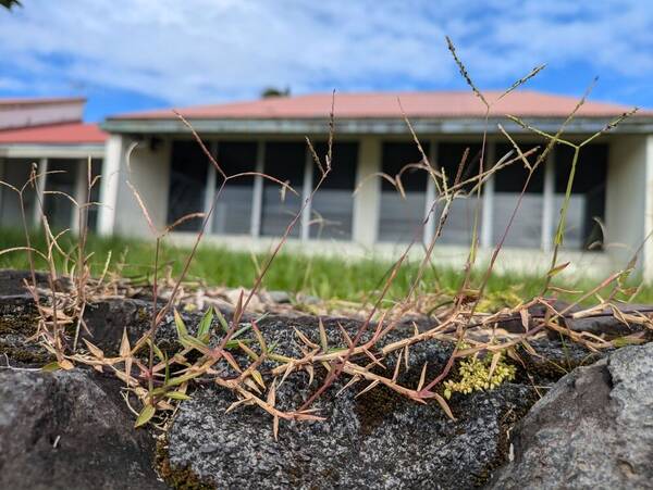 Digitaria fuscescens Plant