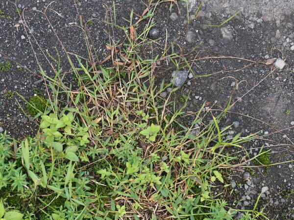 Digitaria fuscescens Plant