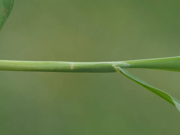 Digitaria henryi Collar