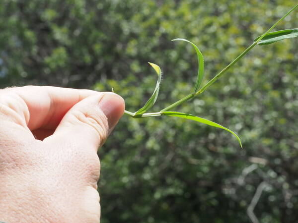 Digitaria henryi Collar