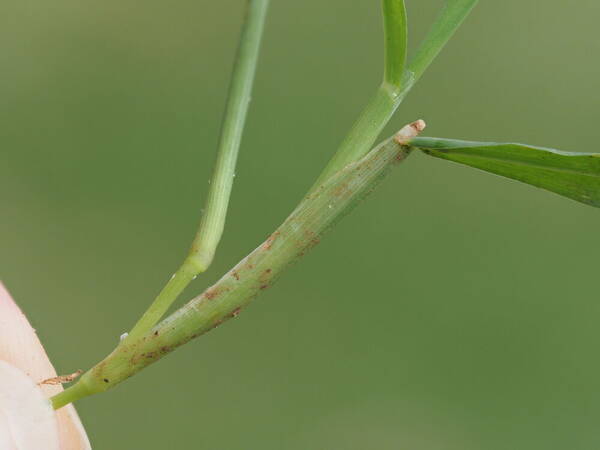 Digitaria henryi Collar