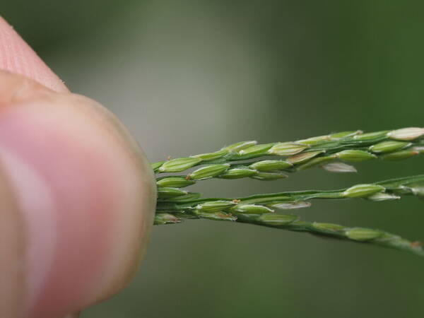 Digitaria henryi Spikelets