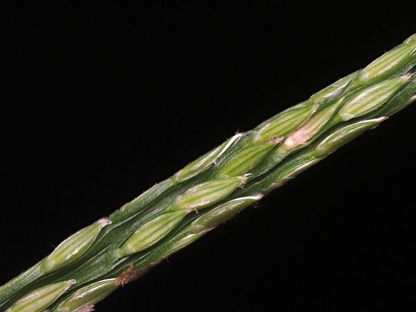 Digitaria henryi Spikelets