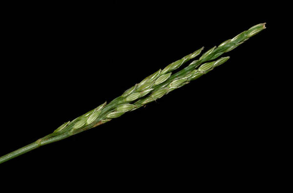 Digitaria henryi Inflorescence