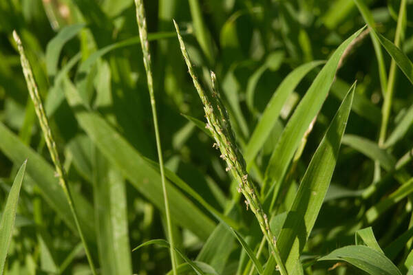 Digitaria henryi Inflorescence