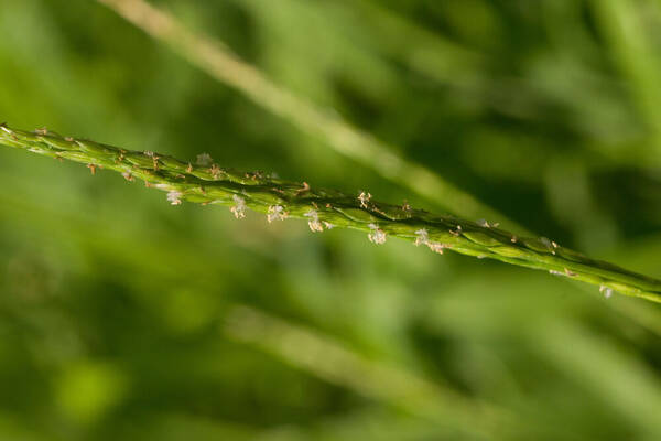 Digitaria henryi Inflorescence