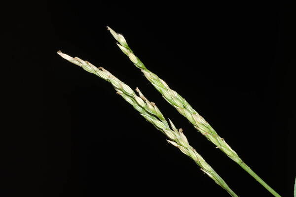 Digitaria henryi Inflorescence