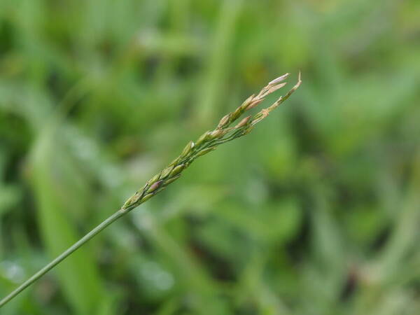 Digitaria henryi Inflorescence