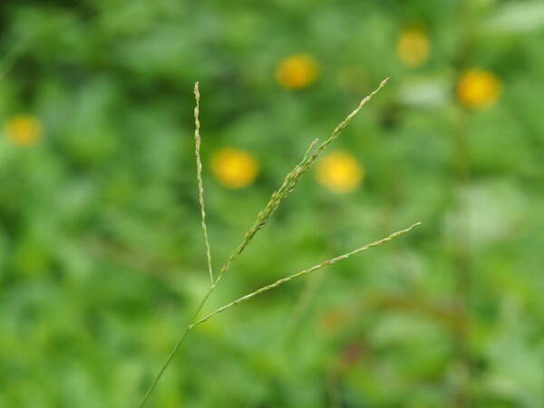 Digitaria henryi Inflorescence