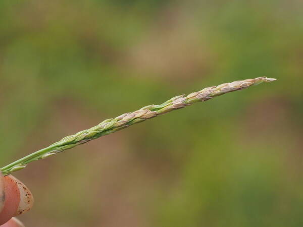 Digitaria henryi Inflorescence