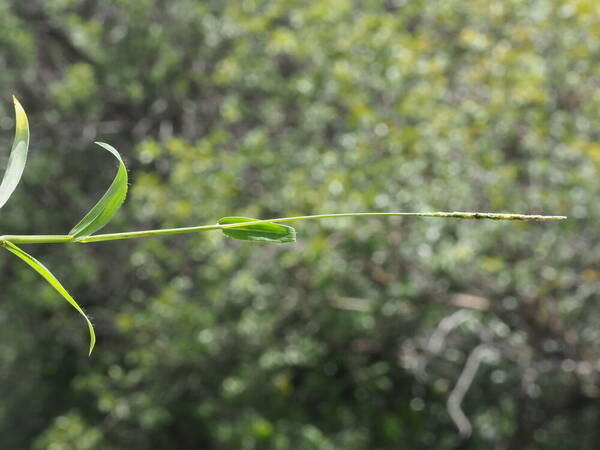 Digitaria henryi Inflorescence