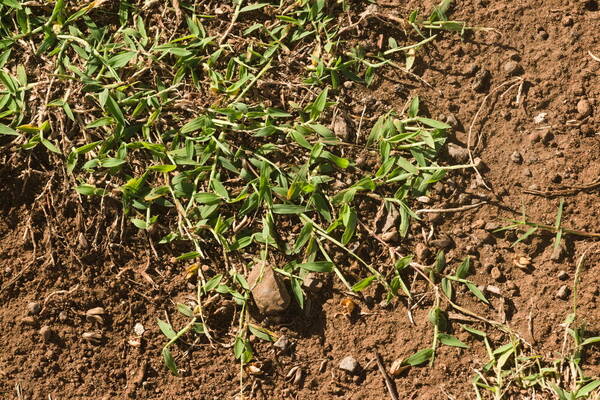 Digitaria henryi Plant