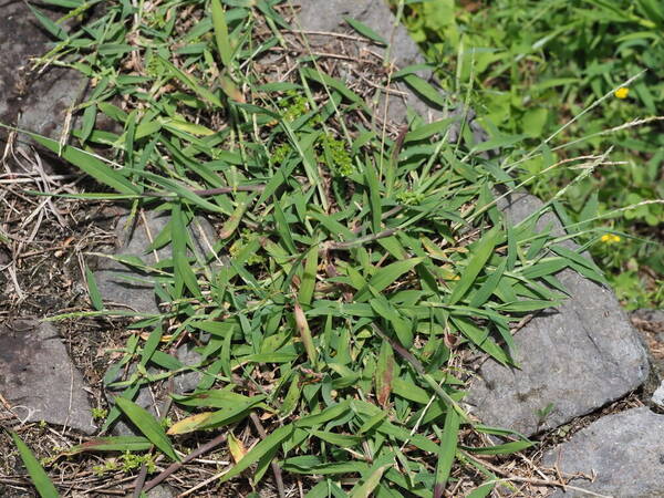 Digitaria henryi Plant