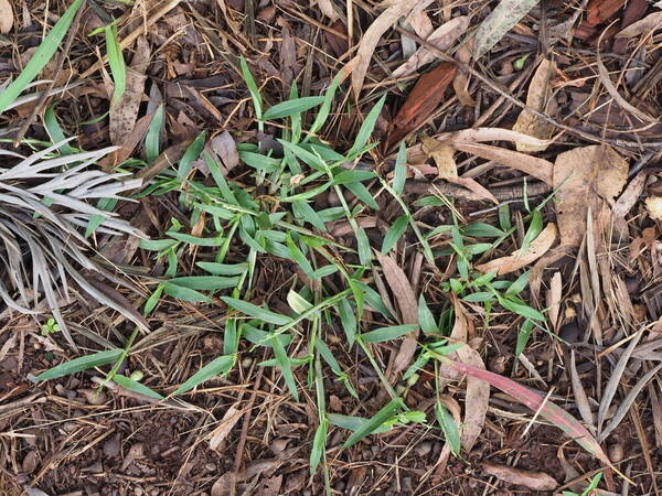 Digitaria henryi Plant