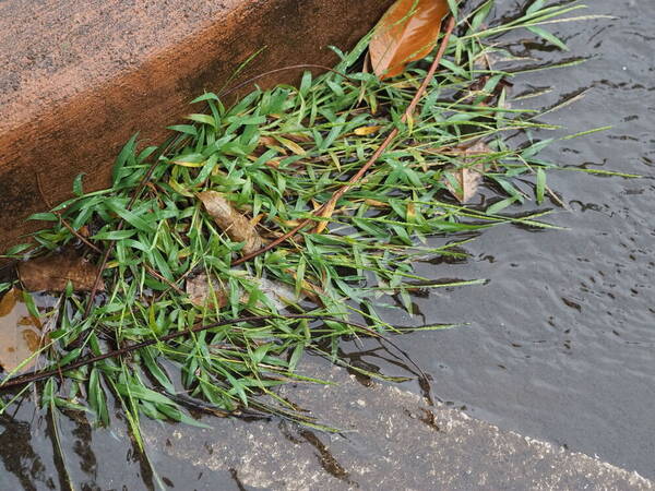 Digitaria henryi Plant