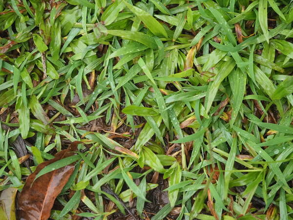 Digitaria henryi Plant