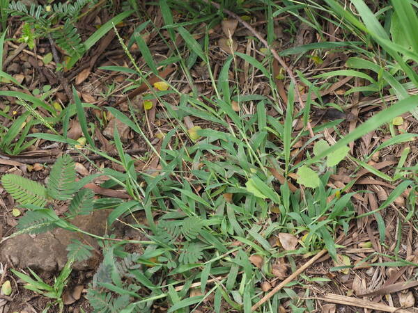 Digitaria henryi Plant