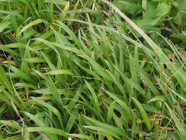 Digitaria henryi Plant