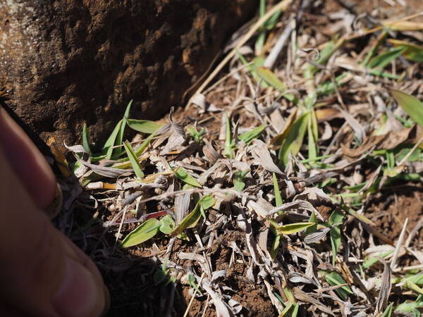 Digitaria henryi Plant