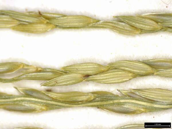 Digitaria horizontalis Spikelets