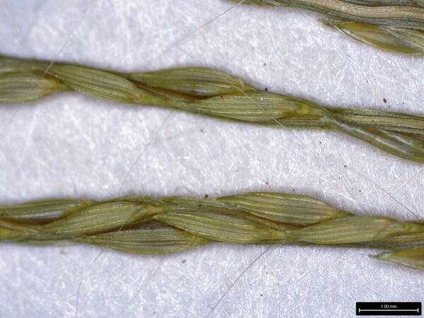 Digitaria horizontalis Spikelets